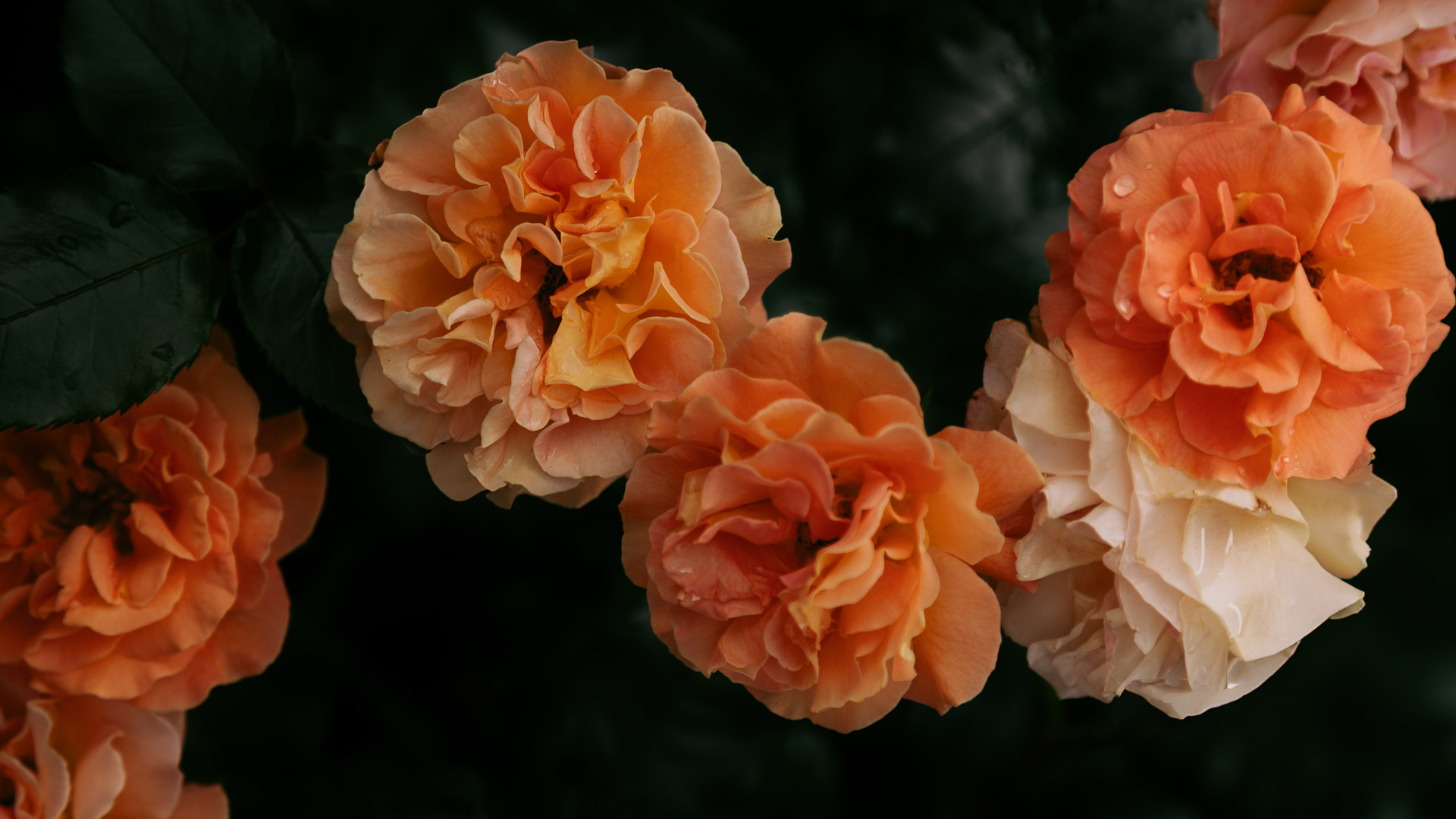 About Galbotanica Studio